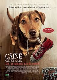 Ministerul sănătăţii anunţă că nu au existat reacţii adverse. A Dog S Way Home Drumul Unui Caine Spre CasÄƒ FocÈ™ani Mall
