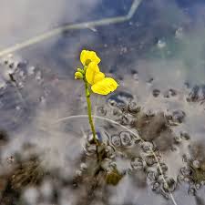 Image result for Psychotria hypsophila