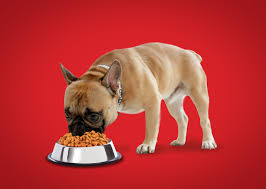 what does a dog eat Archives - Drools