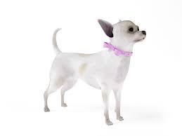White Female Chihuahua 3d Model Chihuahua Animal Bows Animals