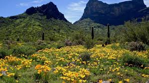 This business listing is provided by Where To See Arizona Wildflowers In 2021 Hikes And Scenic Drives