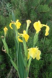 Image result for Iris pseudacorus