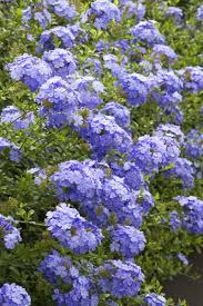 Image result for Plumbago ituriensis