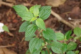 Image result for Pouzolzia