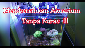 Dengan cara ini lumut akan mudah lepas dari dinding akuarium. Membersihkan Akuarium Tanpa Kuras Youtube