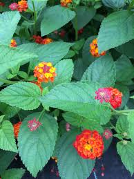 Check spelling or type a new query. Confetti Lantana Camara Flowers Two 2 Live Plants Natural Mosquito Repellant Garden Attract Hummingbirds Butterflies Each In 4 Inch Pots Daylily Nursery
