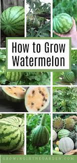 How To Grow Watermelon 7 Tips For Growing Watermelon Growing In The Garden How To Grow Watermelon Growing Watermelon From Seed Backyard Vegetable Gardens