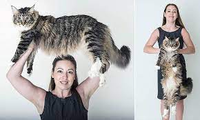 Maine coon size in comparison to normal cats. Supersized Maine Coon Cat Ludo Is Three Times The Size Of Average Feline Daily Mail Online