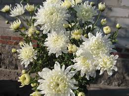 Order wholesale & discount white flowers by the bunch. White Mums Flower Hd Wallpaper Wallpaper Flare