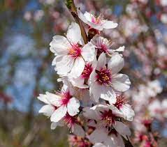 Цветение миндаля в Крыму в 2024 году - когда и где цветет миндаль - Азовский