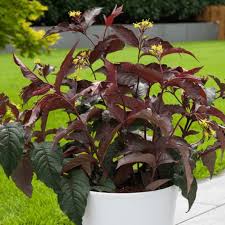 Maybe you would like to learn more about one of these? Diervilla X Splendens Diva Deciduous Hardy Shrub Plant 9cm