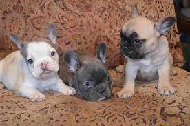 French Bulldog Light Brown Paccino Lucky Charm French Bull Dog Puppies Avaliable Pug Puppy French Bulldog Bro Bulldog French Bulldog Funny French Bulldog
