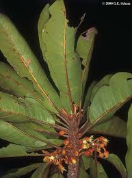 Image result for Sapotaceae