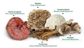 The Wonders Of Medicinal Mushrooms Mary G Holland