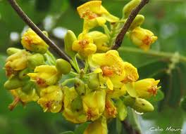 Image result for Caesalpinia ferrea