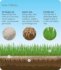 Mow often and use sharp blades. Grass Seed Mat Nz Best Lawn Installation Auckland Ready Lawn
