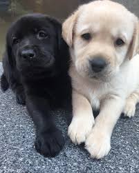 Near me, lab puppies noises, lab puppies nursing, lab puppies need to know, black lab puppies newborn, lab puppies open their eyes, lab puppies olx trivandrum imported labrador puppies for sale in bangalore, tags puppies for sale below 3000, labrador retriever for sale, labrador retriever. Golden Labrador Puppies For Sale Near Me Labrador Puppy Labrador Retriever Puppies Labrador Retriever