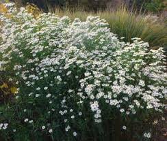 Boltonia asteroides, the white doll's daisy, false chamomile, or false aster, is a species of plant native to the united states and canada. Boltonia Asteroides Snowbank Stauden Prariegarten Wuchern