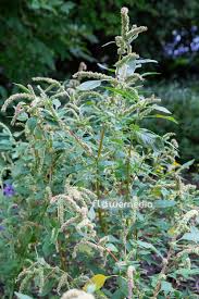 Image result for Amaranthus spinosus