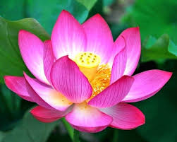  Terbaru 30 Sketsa Bunga Teratai Berwarna Gambar Bunga Teratai Harian Nusantara Sketsa Gambar B Lotus Flower Pictures Lotus Flower Art Lotus Flower Wallpaper