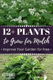 Mulching Is One Of The Best Things You Can Do For A Vegetable Garden Here S How To Mulch For Vegetable Garden Organic Gardening Tips Vegetable Garden Planner
