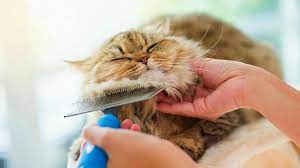 Use Brush For Cat Hair Home Remedies Hair Loss Tips Care Maintenance Cat Care Tips Home Remedies For Hair Cat Care