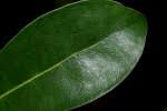 Image result for Craterispermum schweinfurthii