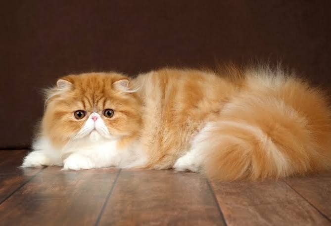 Persian