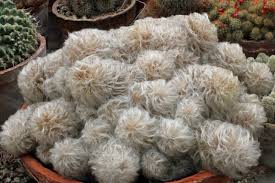 The cactus and succulent society of queensland inc. A Fluffy Mass Of British Cactus And Succulent Society Facebook