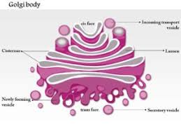 The nerve cell, liver cell and most of the plant cells contain multiple golgi bodies. Describe With The Help Of A Diagram The Structure Of Golgi Body And State Its Function