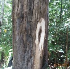 650 x 370 · jpeg. Dark Black Area On The Tree Stem Of Inoculated Tree Indicating The Download Scientific Diagram