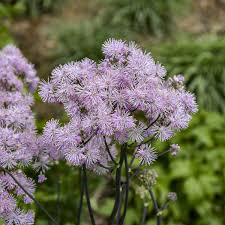 Image result for Thalictrum
