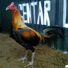 28+ gambar kartun telur ayam. 101 Gambar Ayam Vocer Paling Bagus Infobaru