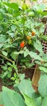 Image result for Solanum aethiopicum