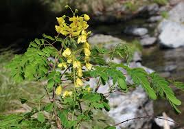 Image result for Caesalpinia decapetala