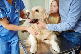 Vet hospital in pasadena, ca. 8 Q1kz67jhf9bm