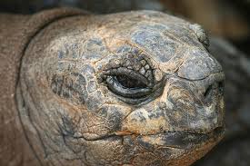 Full sun to partial sun. Reptile Animal Nature Animal World Turtle Head Skin Face Old Portrait Slowly Pikist