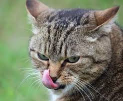 Le Chat Un Chasseur Exceptionnel Le Chat Et La Chasse