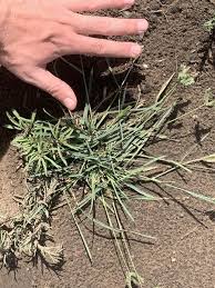 Image result for Tristachya