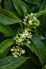 Image result for Landolphia ligustrifolia