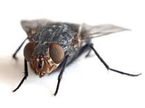 Stubenfliegen Kleine Saubermacher Gluckspost