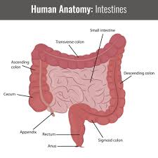 The Beginners Guide To Sibo Antibiotics And Diet