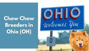 Our puppies are free to romp and play on our acres of land, reaping the benefits of fresh air and nature. 11 Chow Chow Breeders In Ohio Oh Chow Chow Puppies For Sale Animalfate