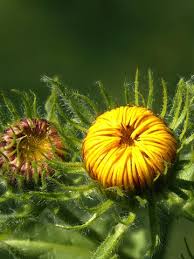 Image result for Pentanema