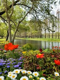 They are mainly seen as potted flowers or in soil these blooms are perfect for those looking for something more distinctive due to the fact that blue and purple are not very popular colours to find in. Embracing Nature And Spring Beauty With Blooming Flowers Hug Me Earth