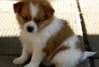 Maybe you would like to learn more about one of these? How To Find Pomeranian Chihuahua Mix For Sale Near Me Teacup Pomeranian