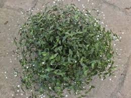 A type of wandering jew, the plant produces leaves that are light green on top and purple underneath and tiny white flowers through the spring and summer. Gibasis Geniculata