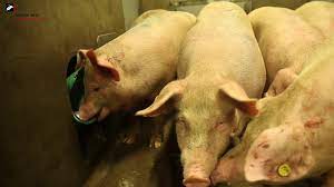 Slaughtering Pigs In A Humane Way Youtube