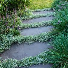 Image result for Dichondra