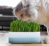 POPETPOP Bac à gazon hydroponique pour chat - Bac à gazon d'intérieur pour  animaux de compagnie : Amazon.ca: Terrasse et Jardin